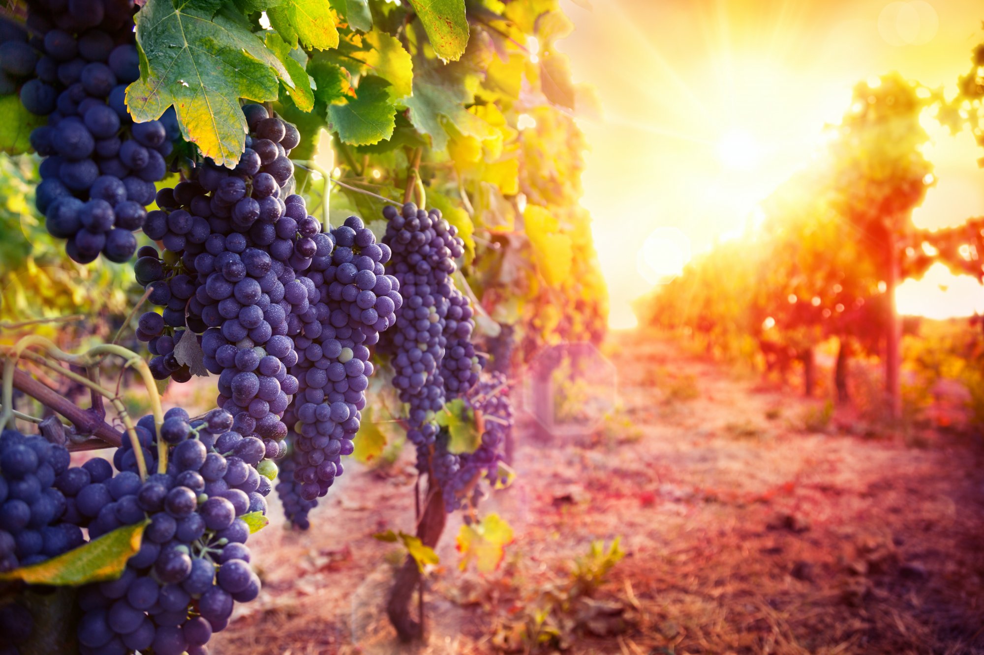 Создать виноградник: что это и сколько стоит