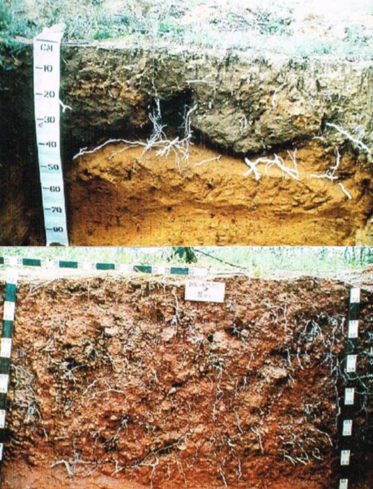 Система ухода за почвой как инструмент управления жизненной силой виноградной лозы