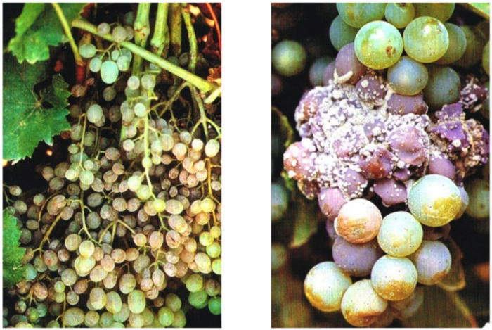 Микроклимат кроны и заболевания винограда