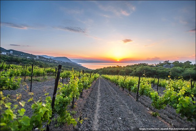 Как окружающая среда и методы управления влияют на свойства винограда и качество вина