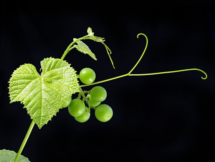 В Севастопольском госуниверситете (СевГУ) выпуск бакалавров по профилю «Виноградарство и виноделие».