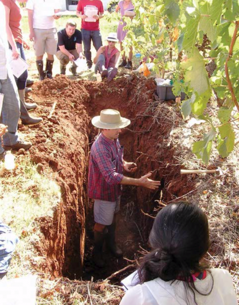 Оценка характеристик почвы и виноградной в полевых условиях
