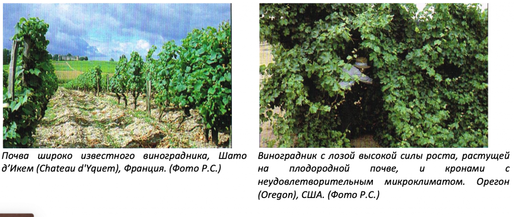 Почва широко известного виноградника Шато д’Икем и Виноградник с лозой высокой силы роста
